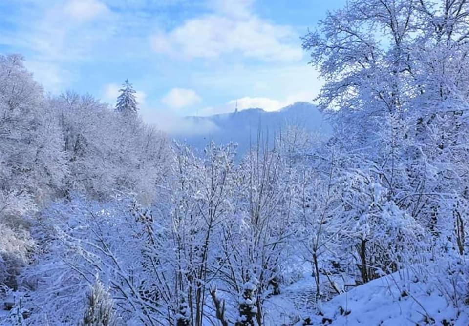 Pensiune Pensiunea Greenhill Brașov