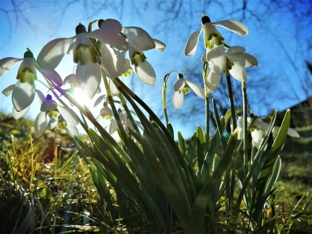 Greenhill Brasov