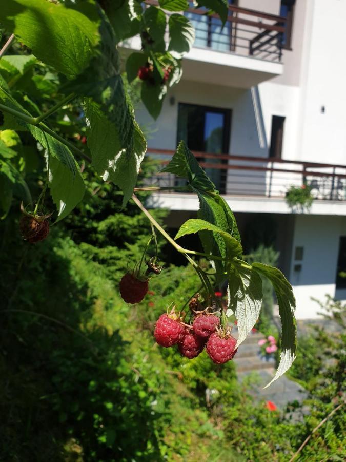 Pensiunea Greenhill Brașov